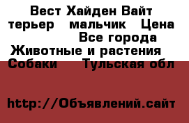 Вест Хайден Вайт терьер - мальчик › Цена ­ 35 000 - Все города Животные и растения » Собаки   . Тульская обл.